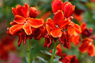 Red and orange wallflower garden plants